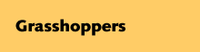 Grasshoppers